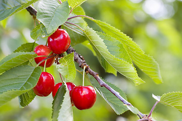 Image showing Ripe cherries on a tree