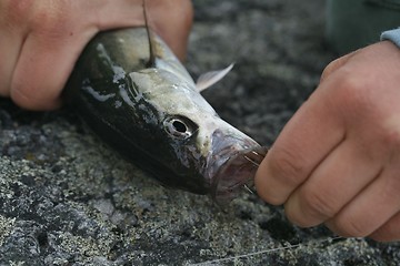 Image showing Fishing