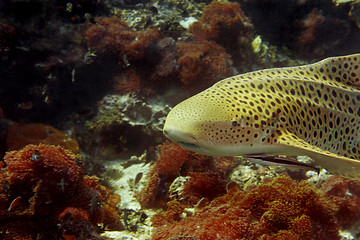 Image showing Leopard shark