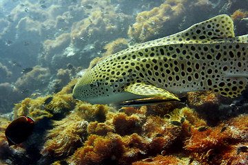 Image showing Leopard shark