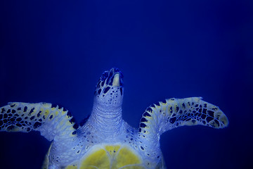 Image showing Hawksbill turtle