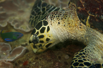 Image showing Hawksbill turtle