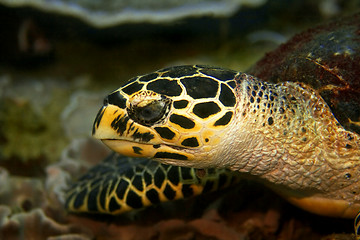 Image showing Hawksbill turtle