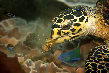 Image showing Hawksbill turtle