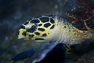 Image showing Hawksbill turtle