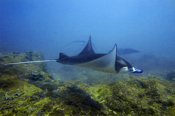 Image showing Manta rays