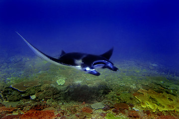 Image showing Manta ray