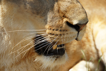 Image showing Lioness opened mouth