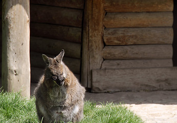 Image showing Kangaroo