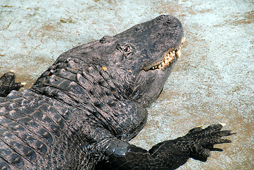 Image showing Crocodile