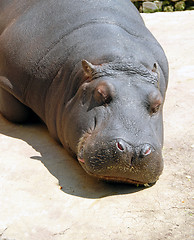 Image showing Hippopotamus sleeping