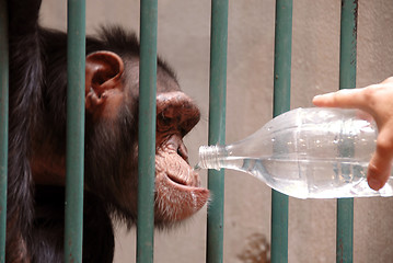 Image showing Monkey drinking water