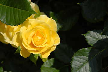 Image showing Yellow rose over dramatic shadow
