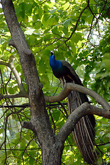 Image showing Peacock on tree