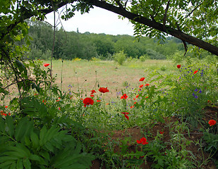 Image showing Summer field