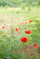 Image showing Summer field