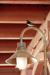 Image showing Swallow on torch