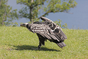 Image showing Eurasian griffon