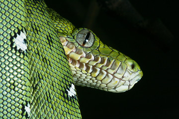 Image showing emerald boa
