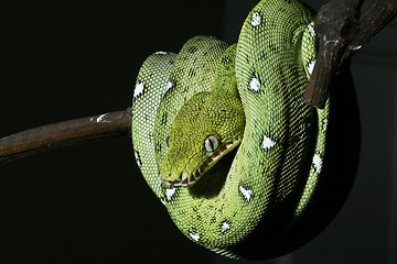 Image showing emerald boa