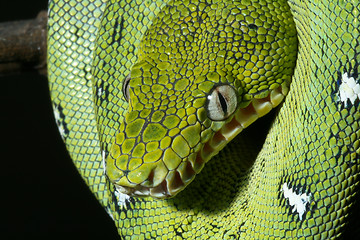 Image showing emerald boa