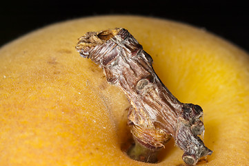 Image showing Apricot