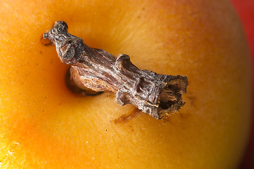 Image showing Apricot