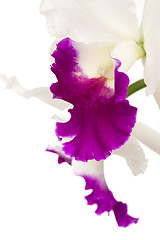 Image showing Orchid on white