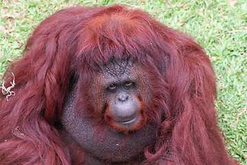 Image showing orangutan