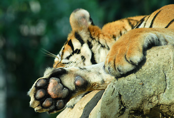 Image showing tiger paw