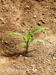 Image showing Young corn crops stalk