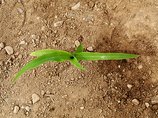 Image showing Young corn crops stalk
