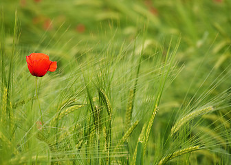 Image showing Fresh young barley field