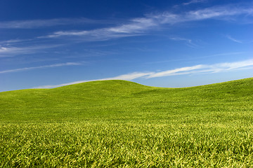 Image showing Green Meadow