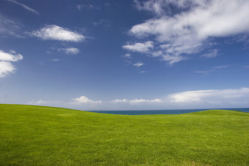 Image showing Green Meadow