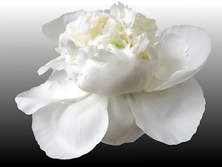 Image showing white peony