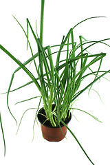 Image showing Fresh Herbs Shallots