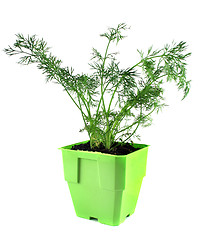 Image showing Fresh Herbs Dill