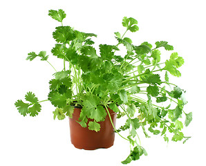 Image showing Fresh Herbs Coriander 1