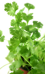 Image showing Fresh Herbs Coriander 2