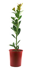 Image showing Fresh Herbs Bay Leaf 1