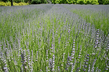 Image showing Field Of Lavender