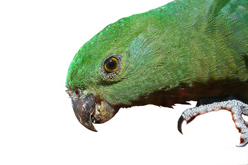 Image showing Green Parrot