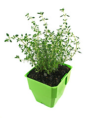 Image showing Fresh Herbs Thyme 1