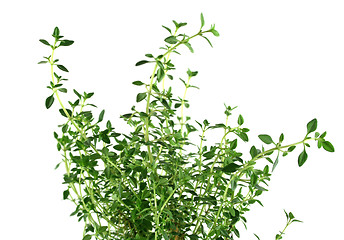 Image showing Fresh Herbs Thyme 2