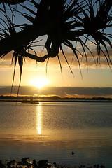 Image showing Pandanus Against The Sun