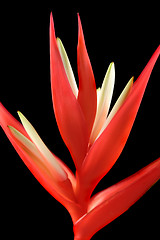 Image showing Heliconia 2