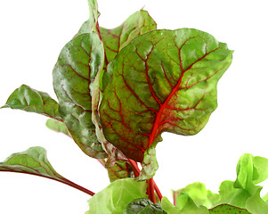 Image showing Red Chard Lettuce