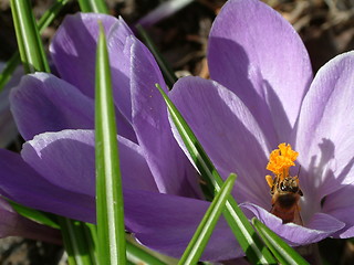 Image showing whasp on purple flower