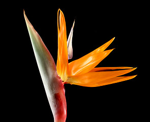 Image showing Strelitzia